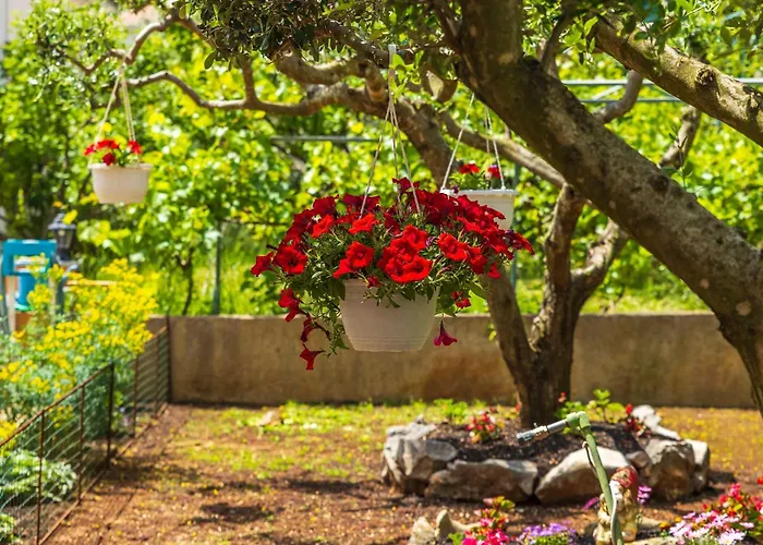 Rose Čižići